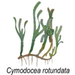 cymodocea rotundata