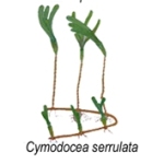 cymodocea serrulata
