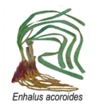 enhalus acoroides