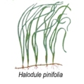 hallodule pinifolia