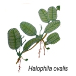 halophila ovalis