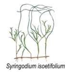 syringodium isoetifolium