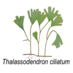 thalassiadendron ciliatum